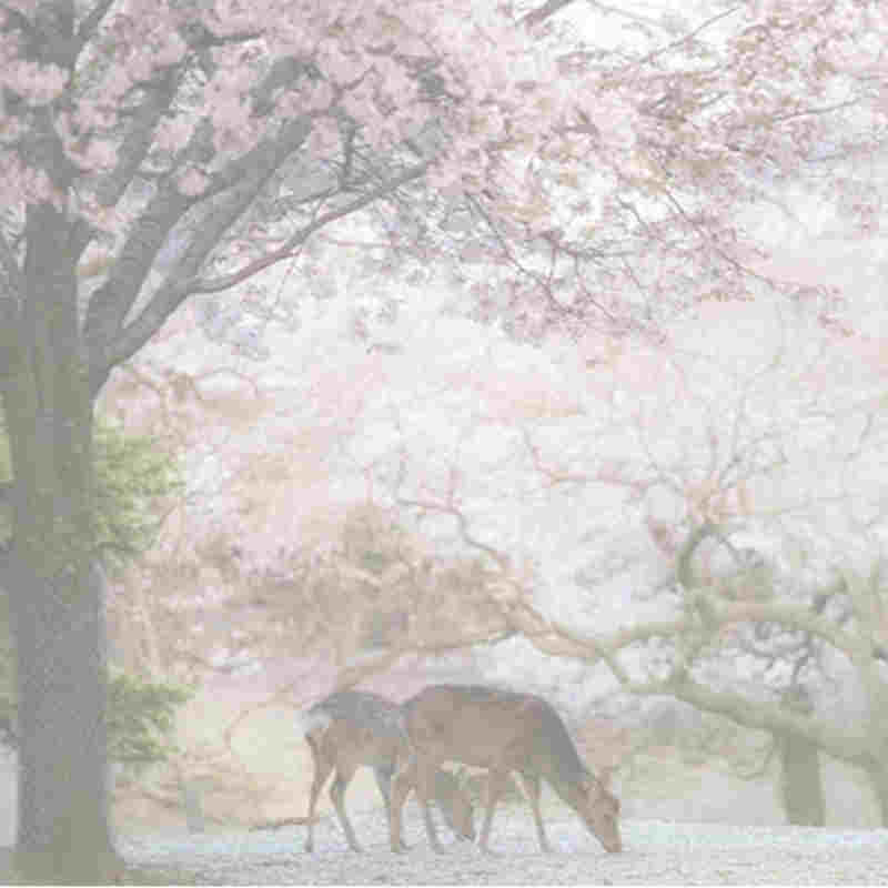 taifune, weil japan \ 's berühmten kirschblüten blühen früher